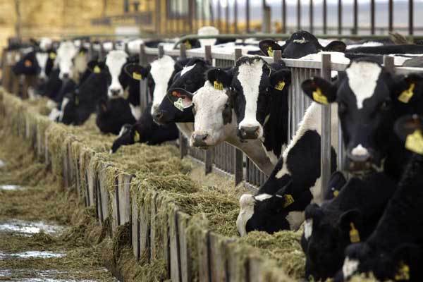 Livestock Solutions