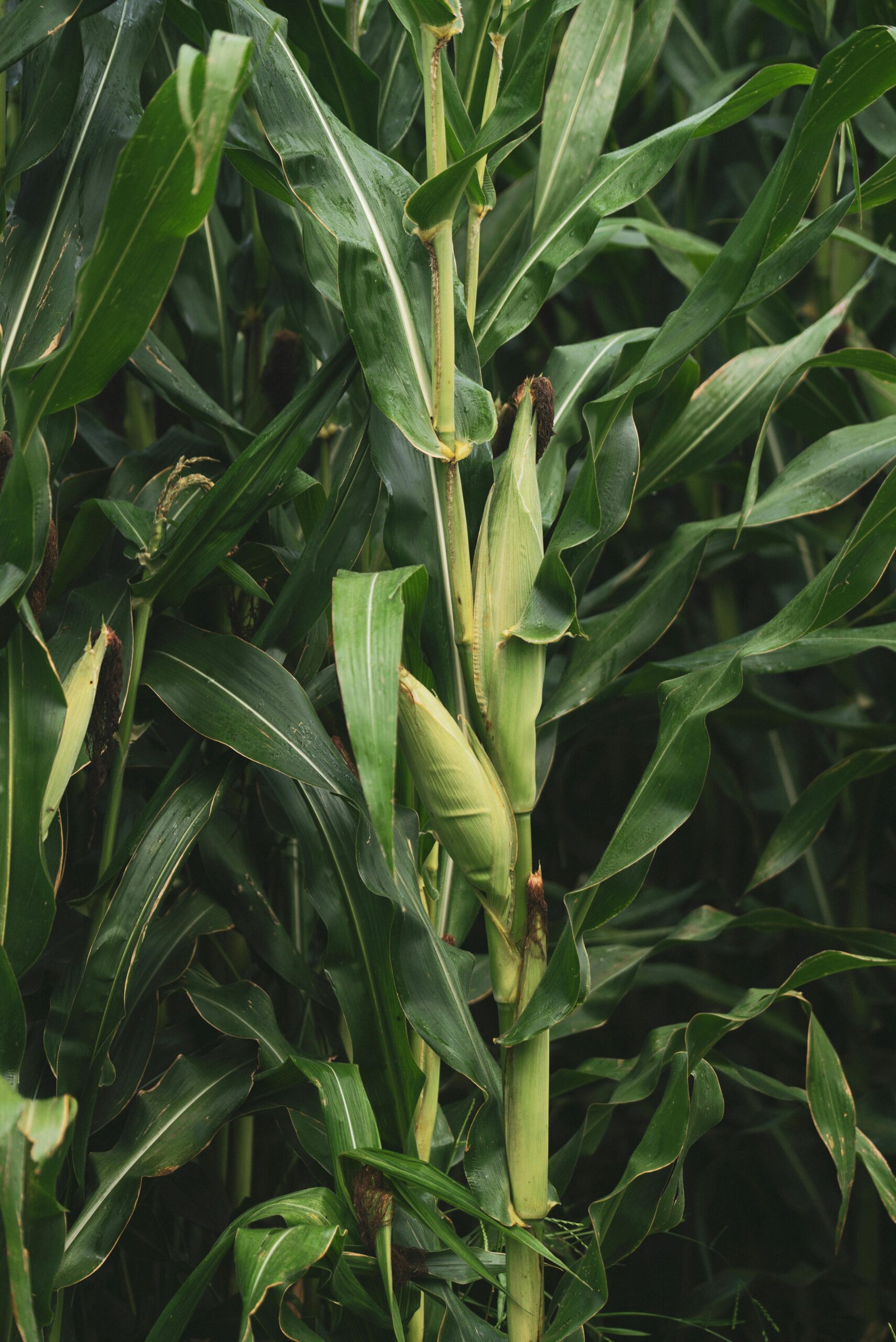 Crop Solutions