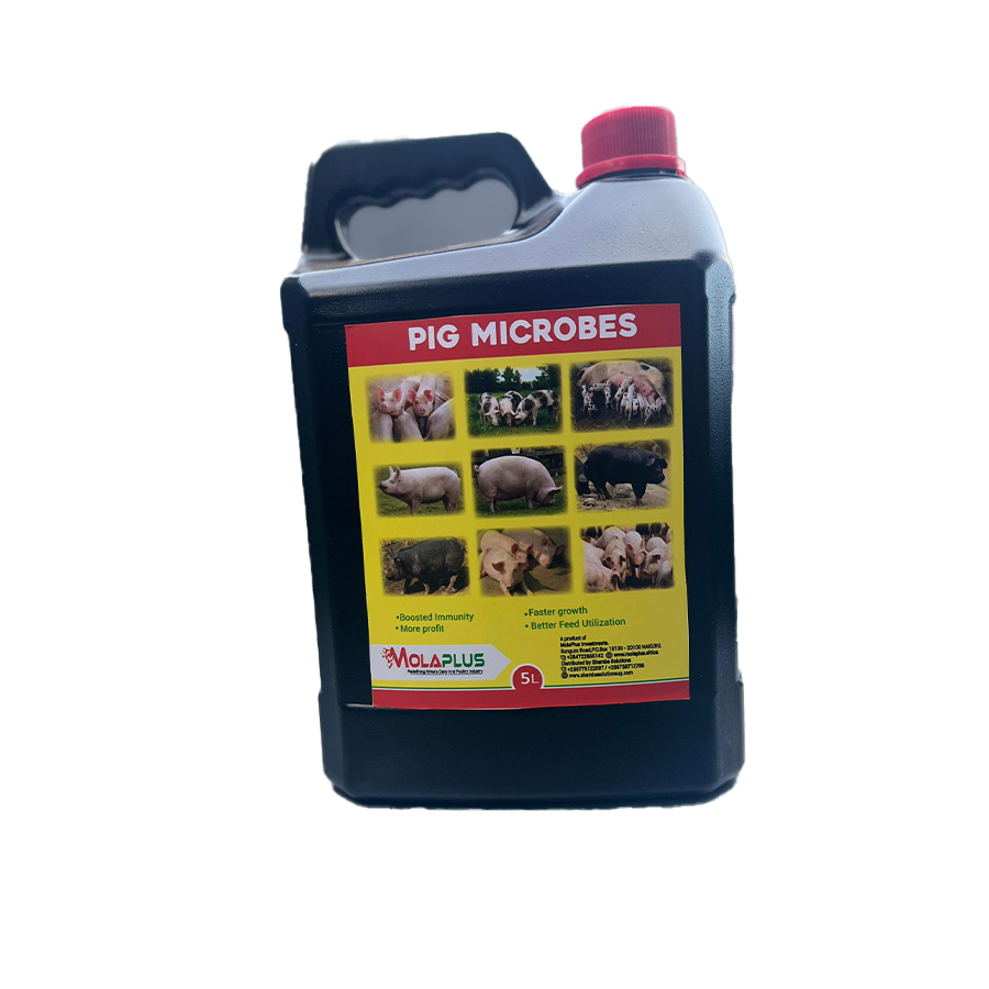 pig microbes