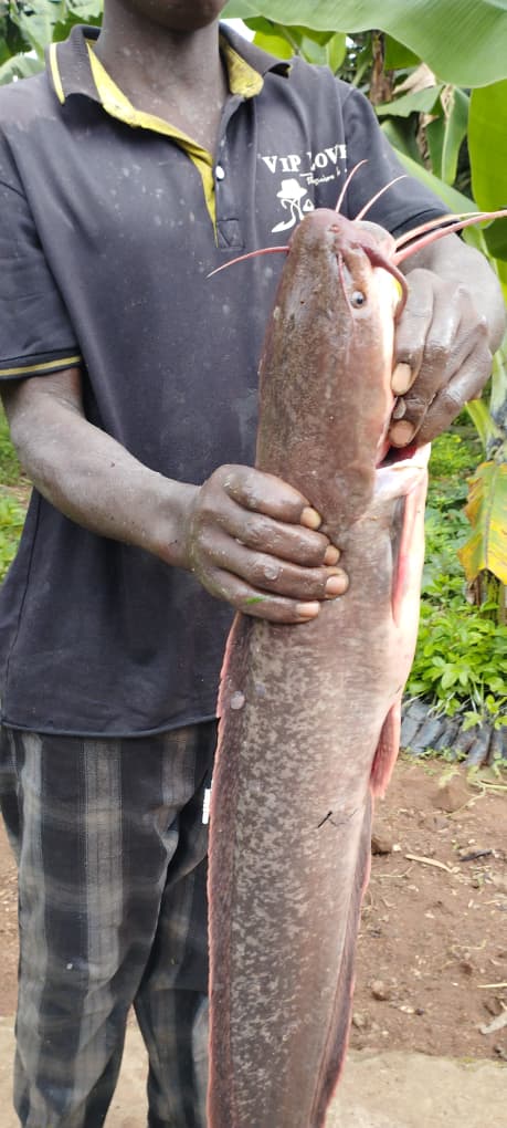 Aquaculture and Piggery