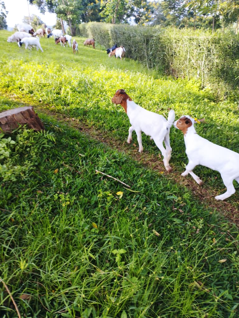 Farmer Photo